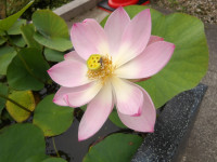 IMGP0466